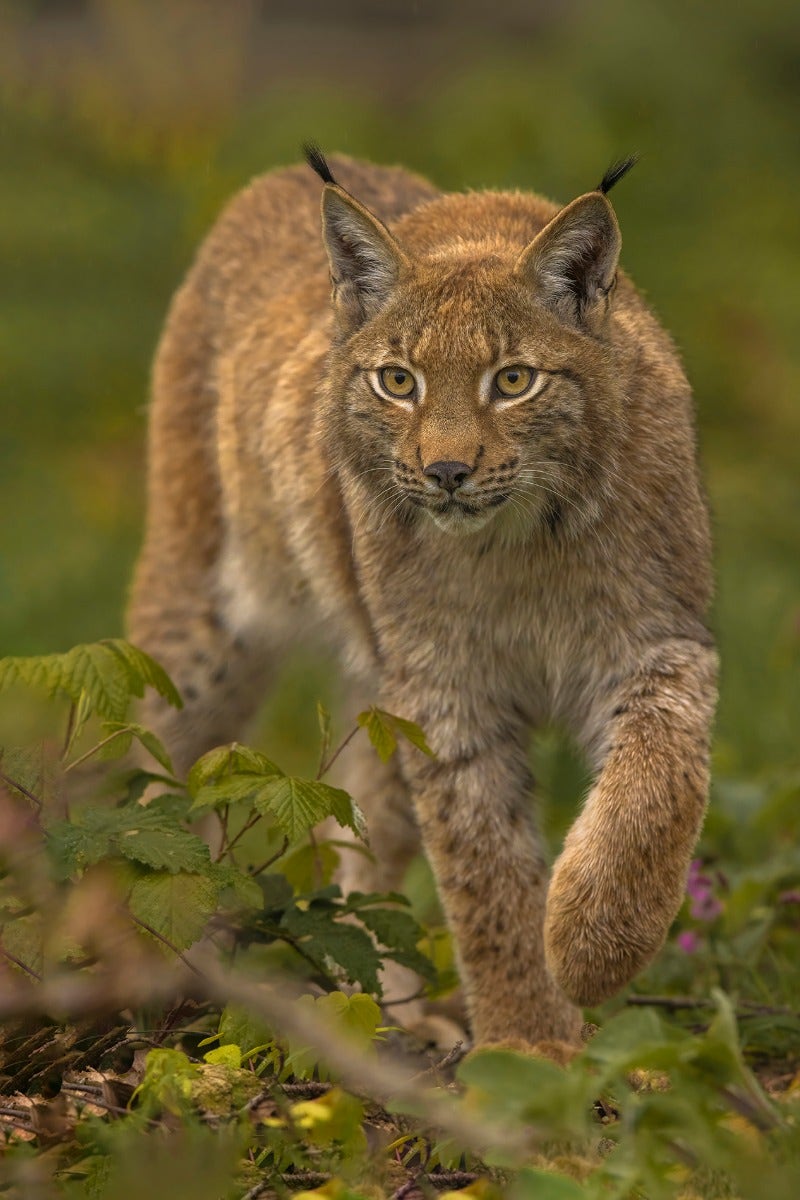 Workshop Wildlifefotografie in Biotopwildpark Anholter Schweiz 19 augustus