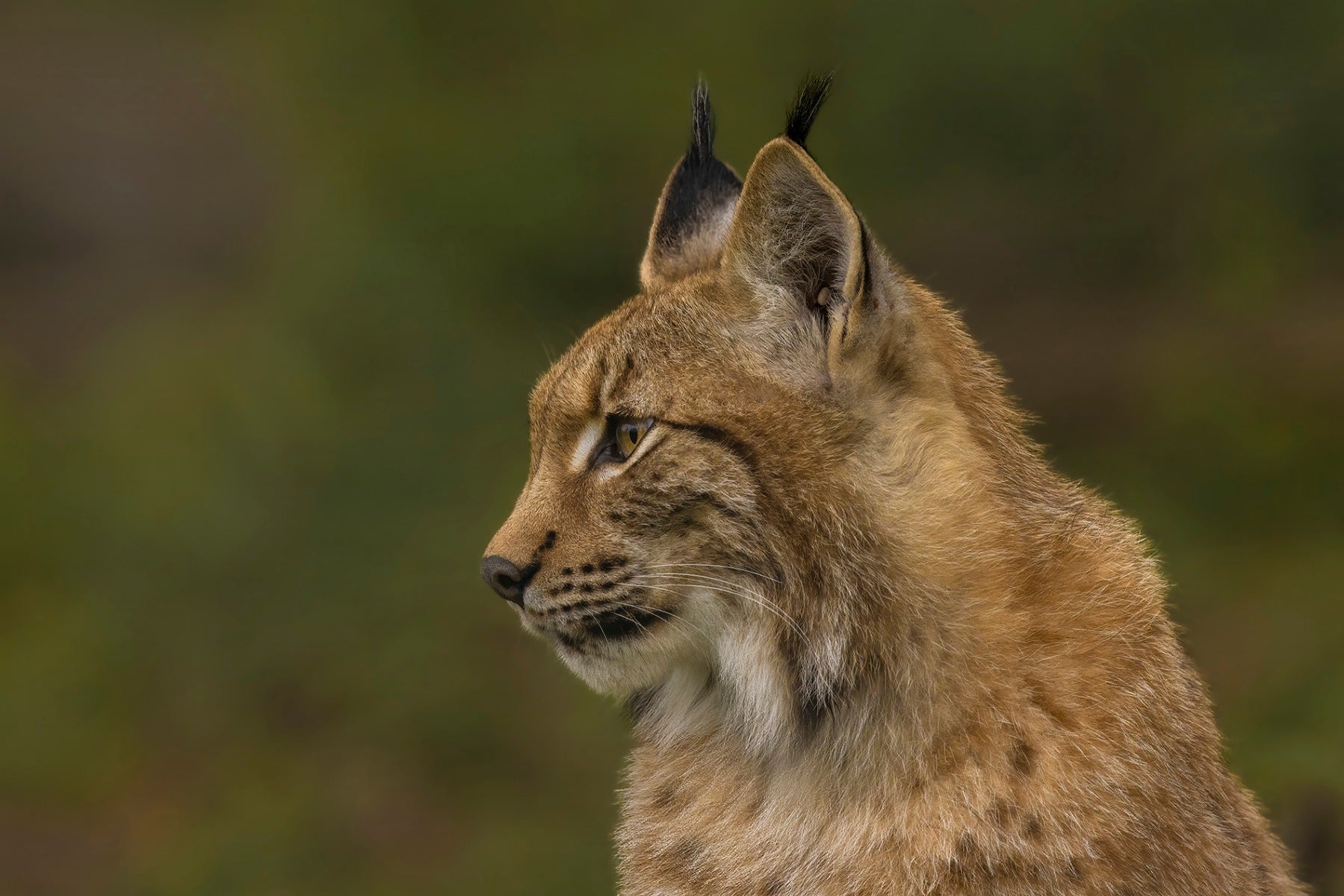 Workshop Wildlifefotografie in Biotopwildpark Anholter Schweiz 19 augustus