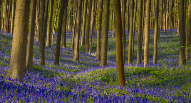 De natuur als adagium
