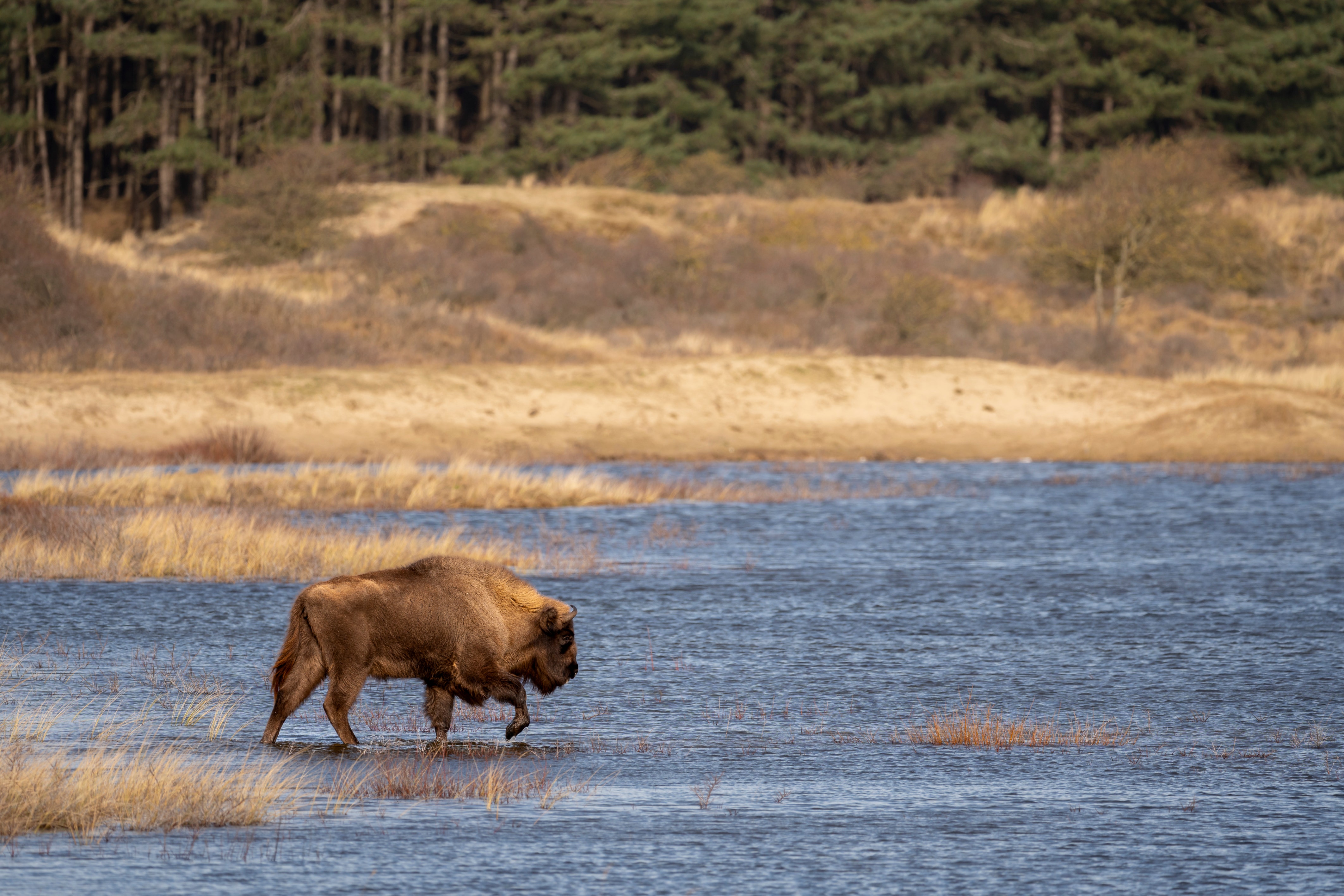 Praktijktest met de SIGMA 500mm F5.6 DG DN OS | Sports 